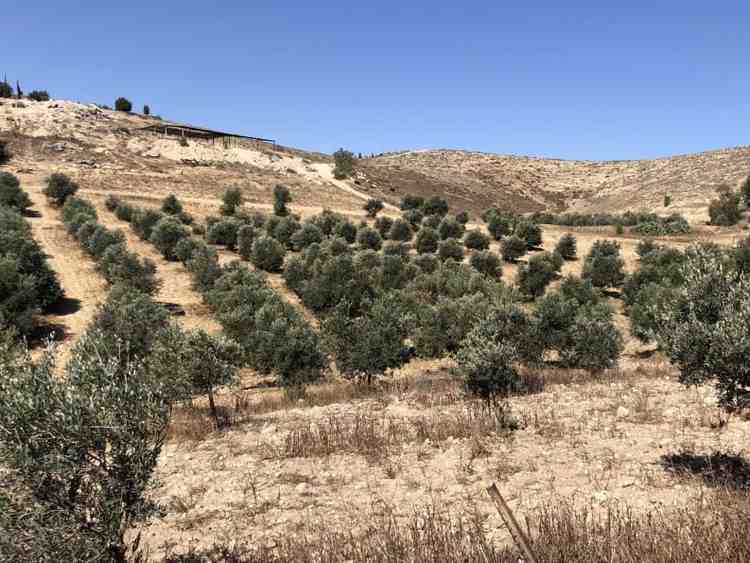 גישה תכנונית חדשה מנסה ללכת לקראת הבדואים ולהתחשב בצורכיהם