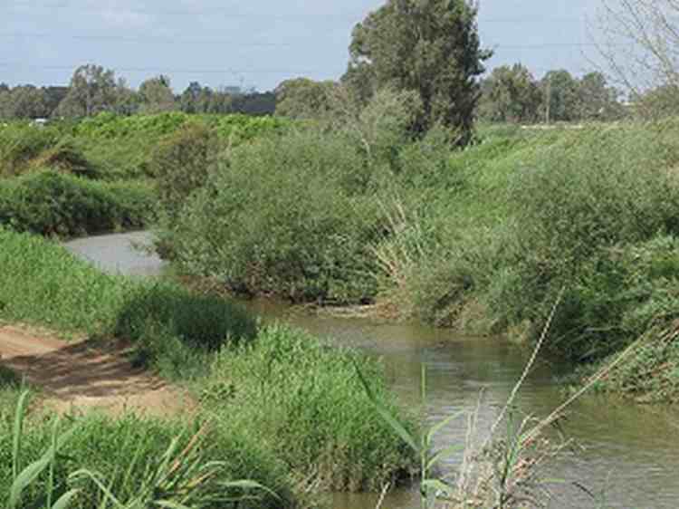 הקטנת הרגישות לשרפות ושיקום שטחי יער וחורש עירוניים-חקר מקרה חיפה- מסמך ועדת מומחים