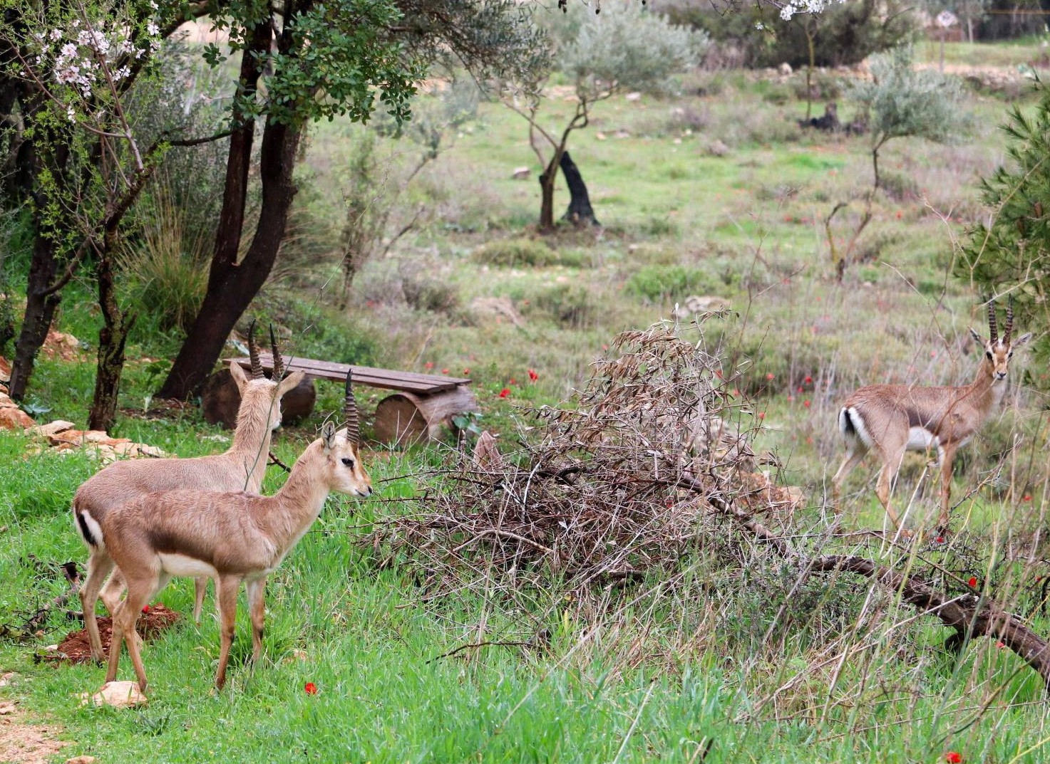 הארגון הבינלאומי לשימור טבע בחר את פארק עמק הצבאים כדוגמה להתמודדות טבעית עם משבר האקלים