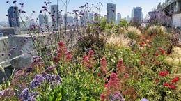 נוף עירוני משתנה בתל-אביב - יפו